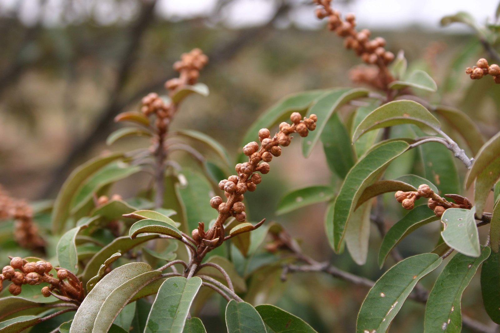 Croton du Zambèze — Croton